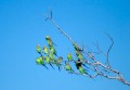 Lawn Hill_20070814_013
